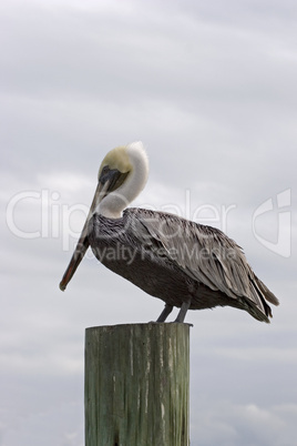 Pelican verticle on post