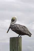 Pelican verticle on post