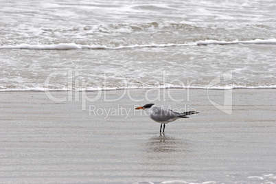 Sea bird in ocean waves