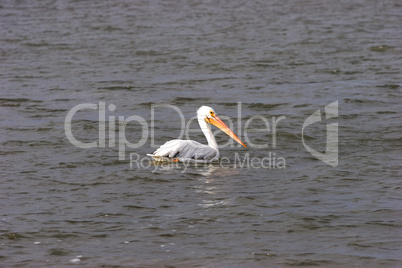 White pelican floating in Gulf of M