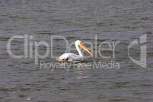 White pelican floating in Gulf of M