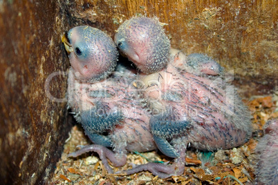 Baby Agapornids in Nest