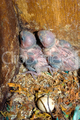 Baby Agapornids in Nest