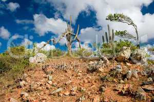 Wildlife preserve in Curacao