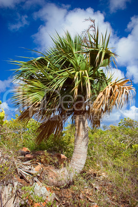 Sabal Palm Tree, Wildlife Preserve