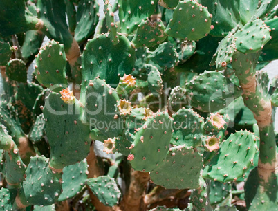 Blossoming Opuntia Cactus