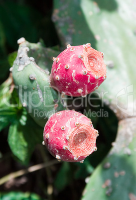 Blossoming Opuntia Cactus