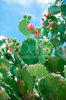 Blossoming Opuntia Cactus