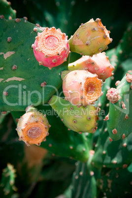 Blossoming Opuntia Cactus