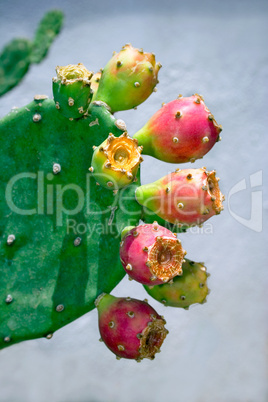 Blossoming Opuntia Cactus