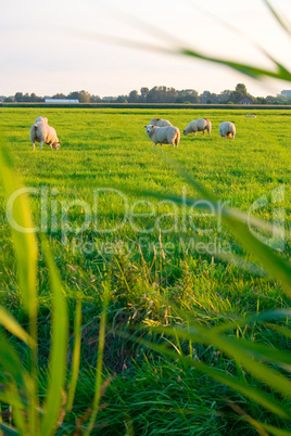 Sheeps grazing at sunset