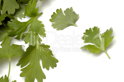 Coriander