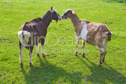 Goats flirting together