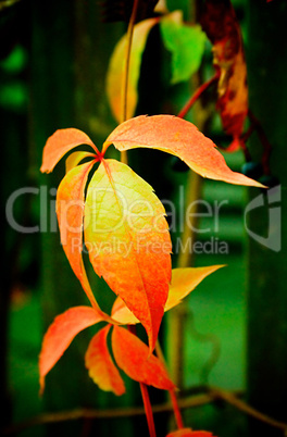 Leaves at fall