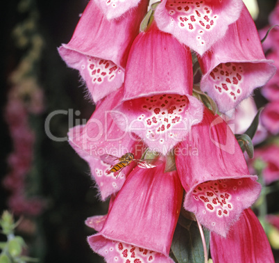 Foxglove