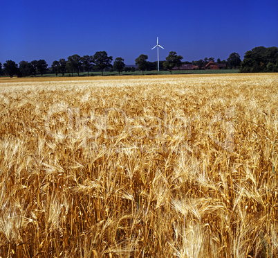 Cornfield