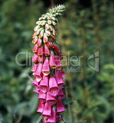 Foxglove