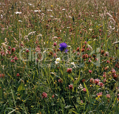 Grassland