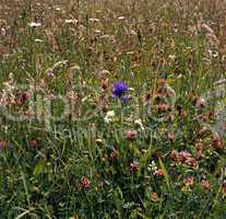 Grassland