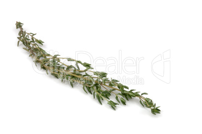 Thyme herb