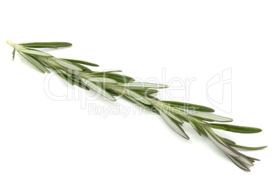 Rosemary herb