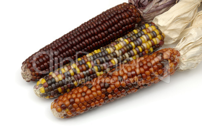 American Indian corn cobs