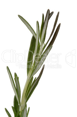 Rosemary herb