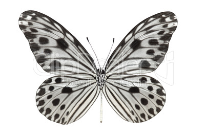 Butterfly (Idea lynceus)
