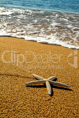 Starfish