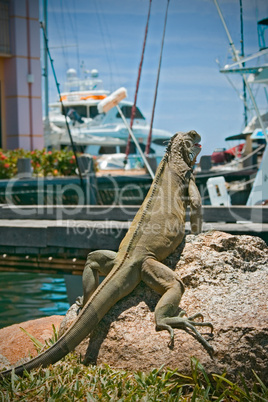 Iguanas in Aruba Caribbean island