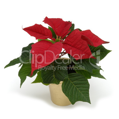 Red poinsettia