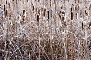 Cat Tails and Reeds