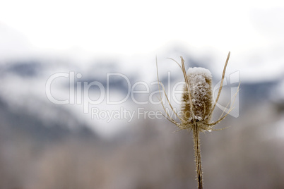 Thistle in front of mountain