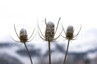 Thistle in the sky, three with moun