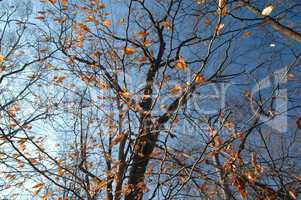 Trees Against a Blue Winter Sky