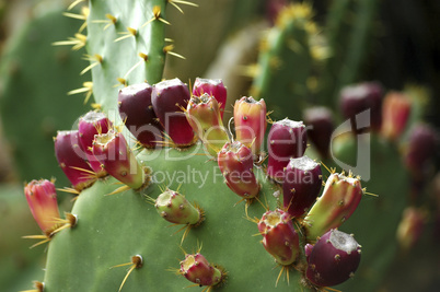 Fruit of a cactus, Israel