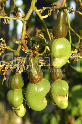 Cashew tree fruits