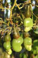 Cashew tree fruits