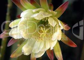 Cactus flower