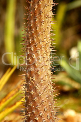 Close up of a Cactus