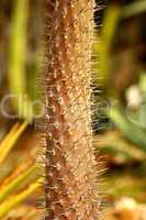 Close up of a Cactus