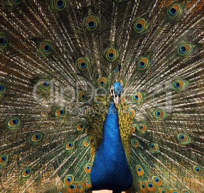 Peacock