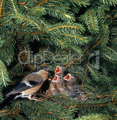 Bullfinch Nest