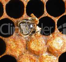 Hatching Bee