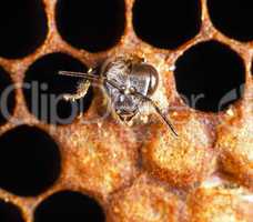 Hatching Bee