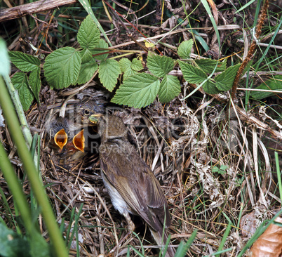 Warbler is feeding