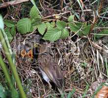 Warbler is feeding