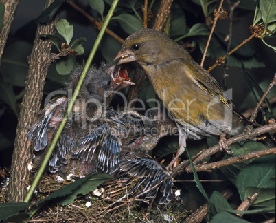 Greenfinch