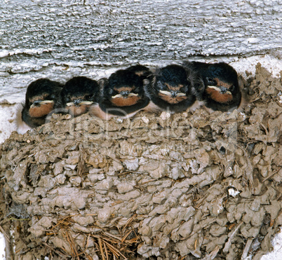 Swallow Nest