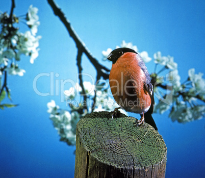 Bullfinch